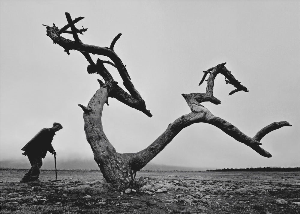 Alter Mann und Baum | Tapete