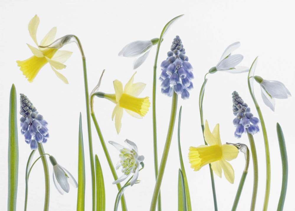 Frühling | Poster