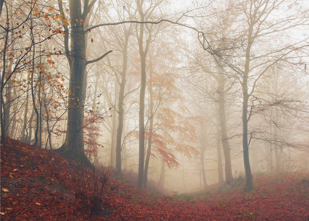Warten auf den Hirsch. | Hintergrundbild