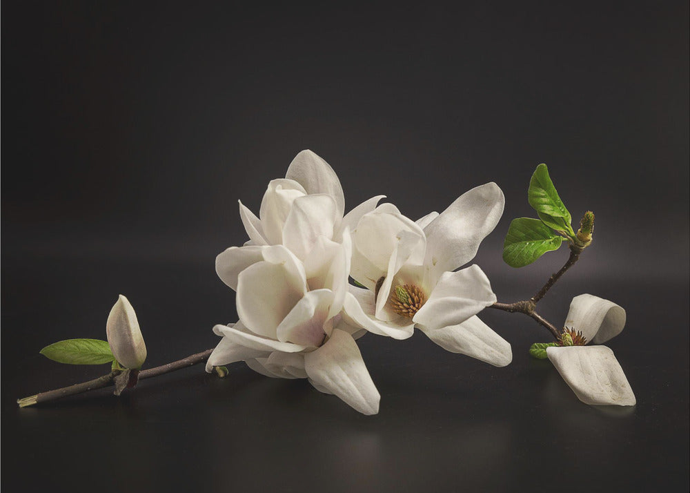 Magnolie | Tapete