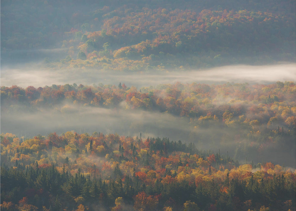 Nebliger Morgen | Hintergrundbild