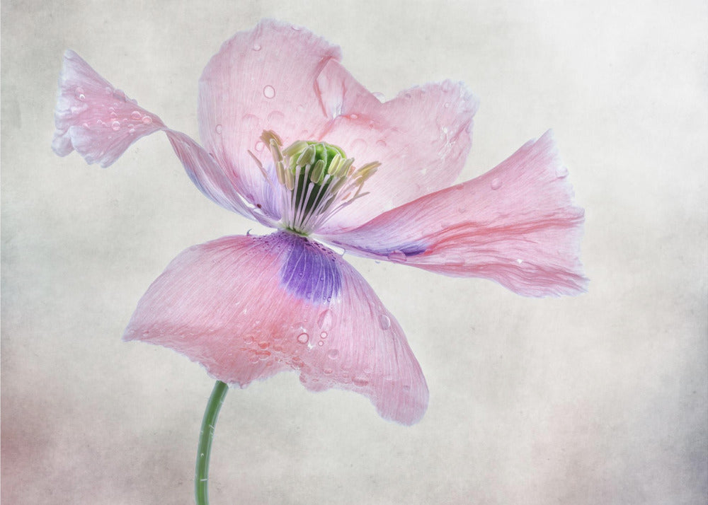 Pastellmohn | Leinwand