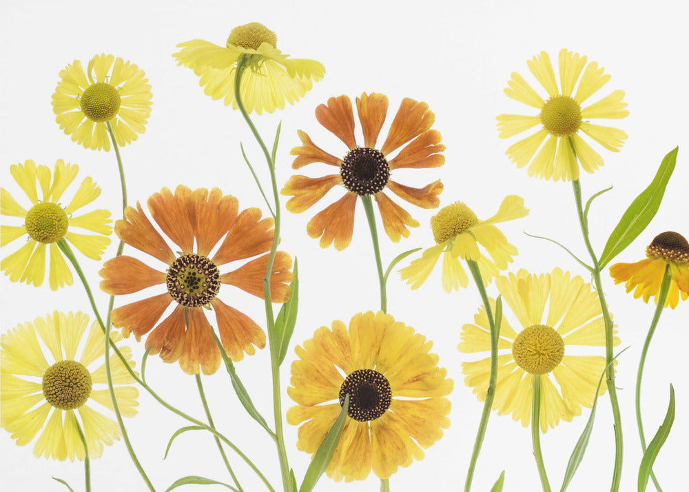 Helenium | Leinwand
