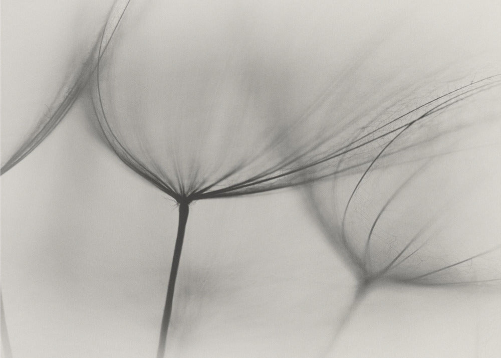 Tragopogon | Canvas