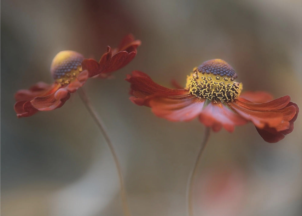 Helenium-Tanz | Poster