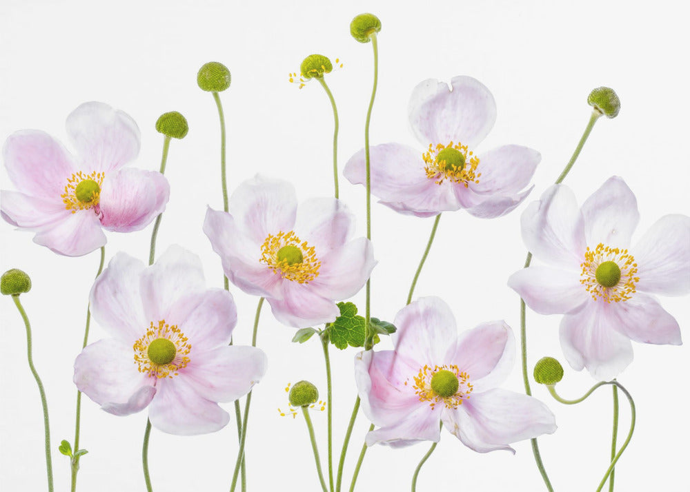 Japanese Anemones | Canvas