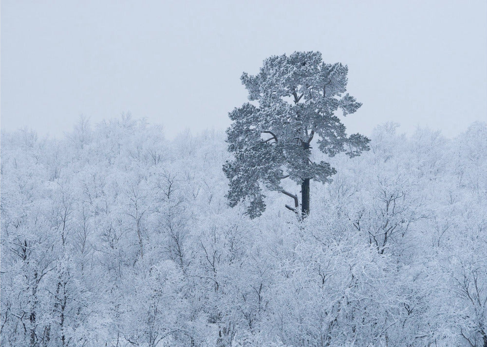 Erster Schnee | Tapete