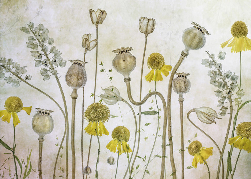 Mohn und Helenium | Tapete