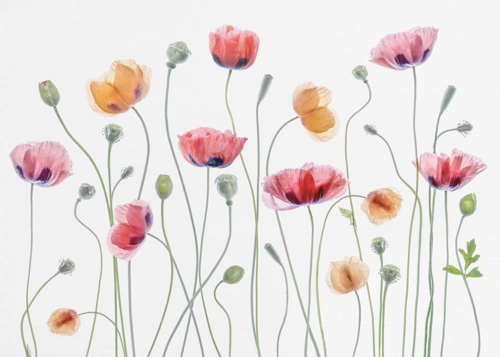 Papaver-Party | Leinwand