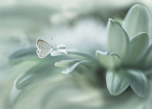 Bola Ajaib | Leinwand