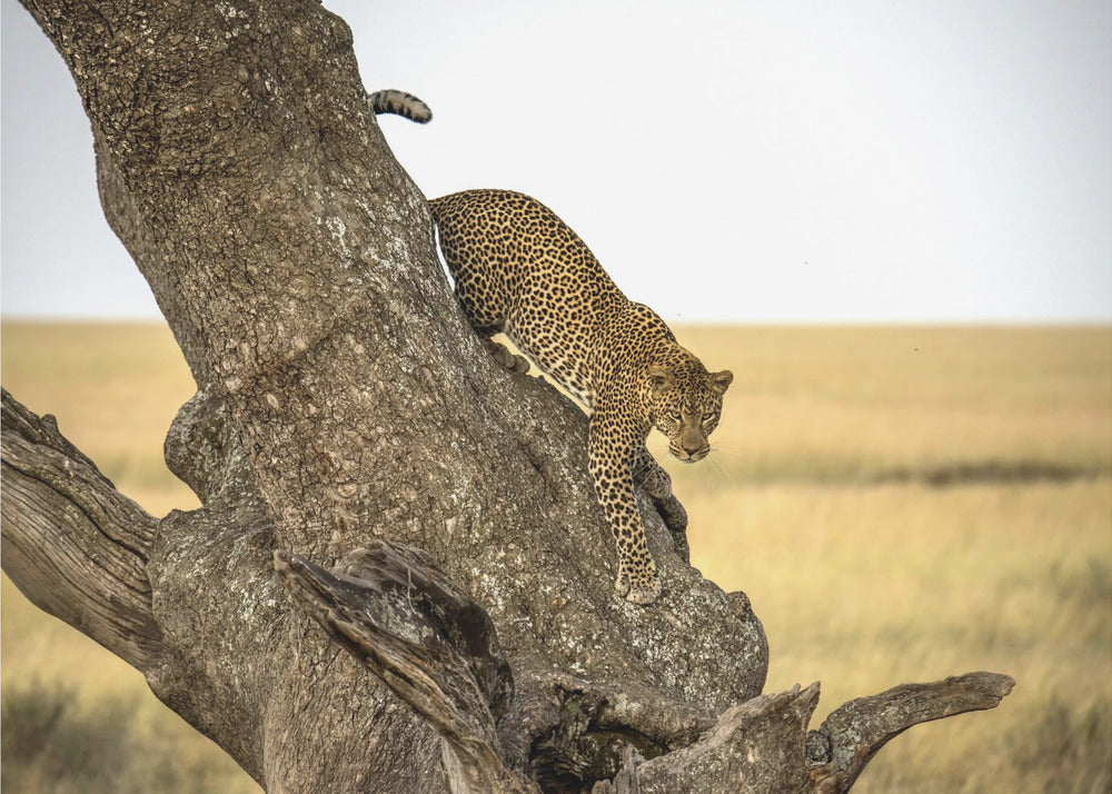 Leopard - Serengeti, Tansania | Hintergrundbild