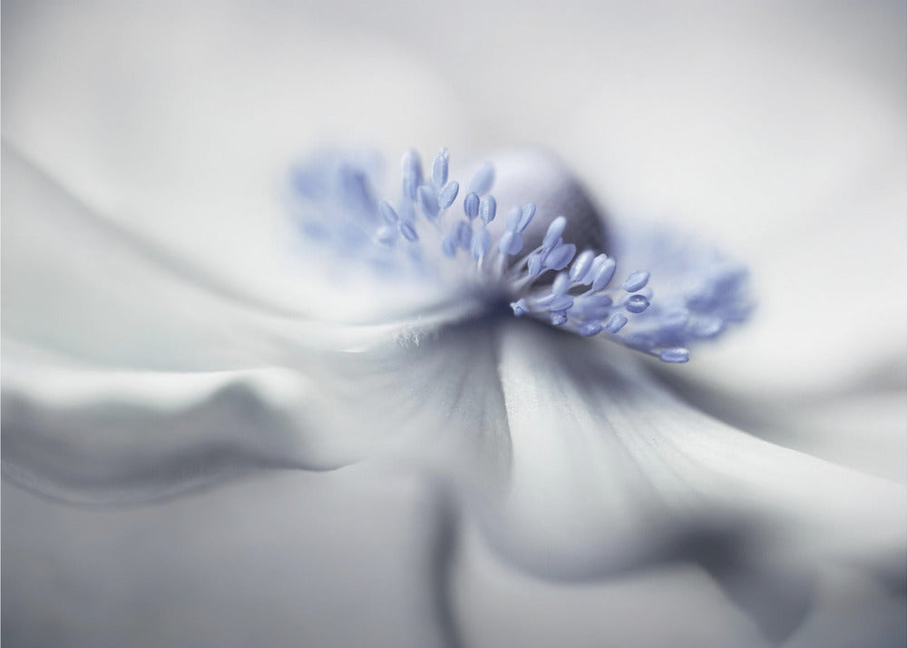 Anemonengeist | Leinwand