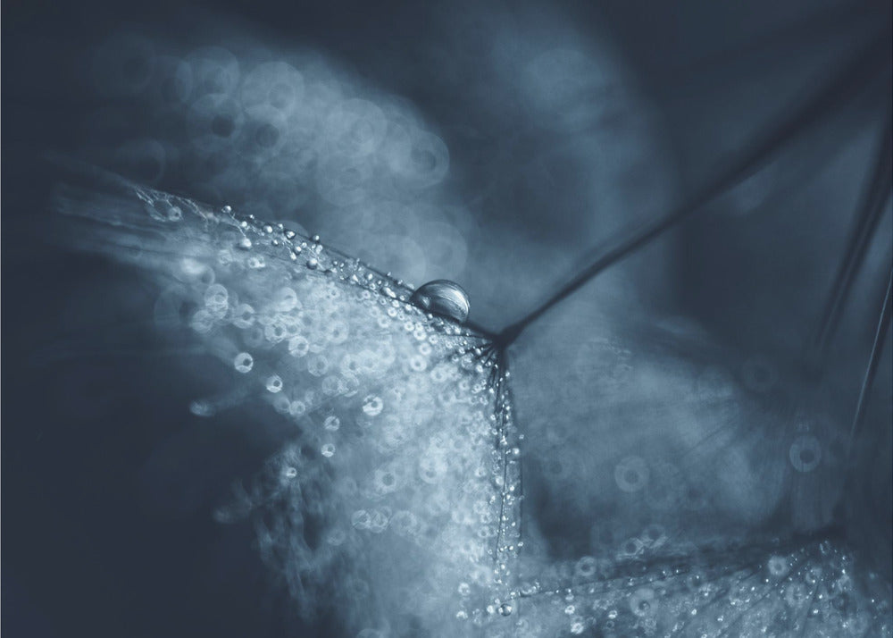 Blaue Pusteblumen | Leinwand