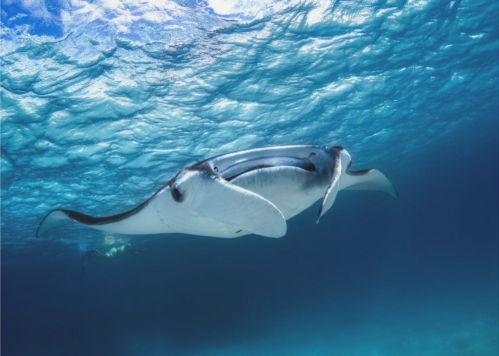 Mantarochen | Leinwand
