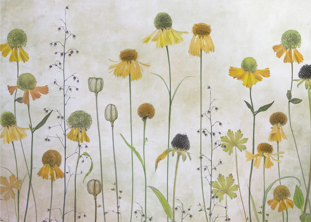 Helenium | Leinwand