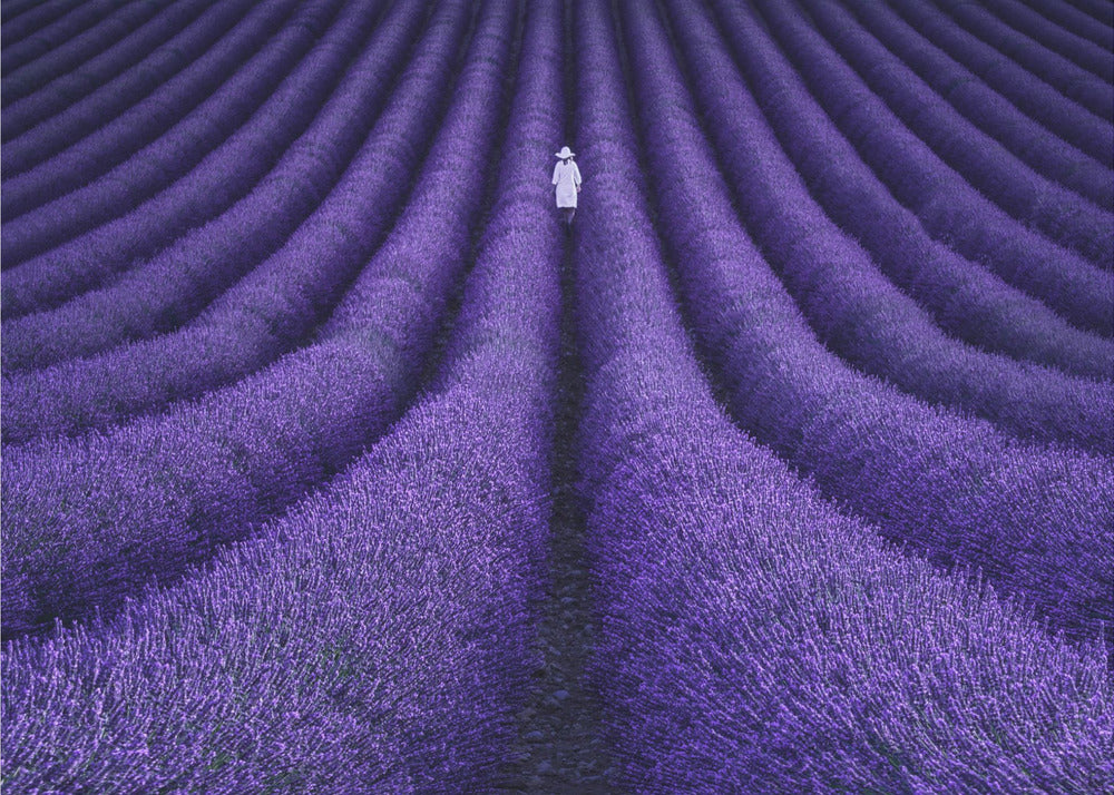 SIE | Poster