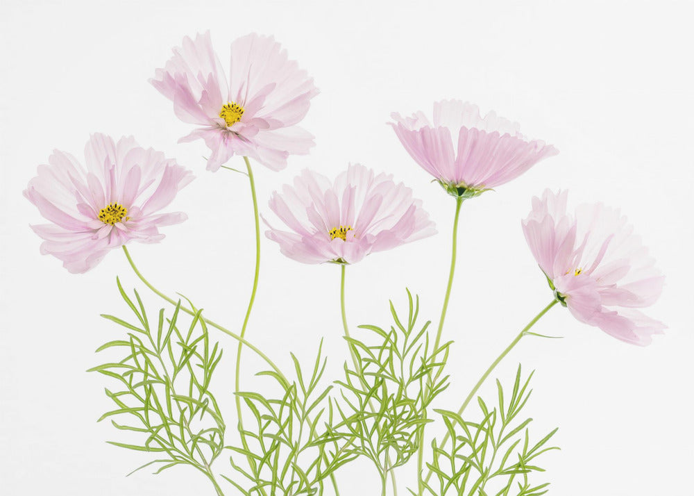 Cosmos Cupcake | Leinwand