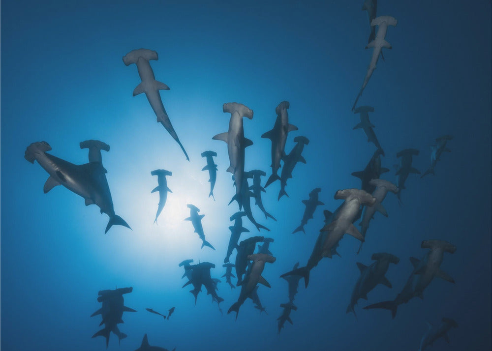 Hammerhai – Unterwasserfotografie | Poster