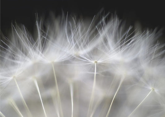 Vermassel es | Poster