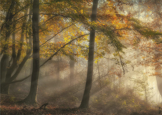 Die Lichter des Waldes | Leinwand