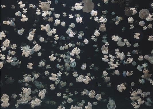 Nur ein paar Gelees | Leinwand