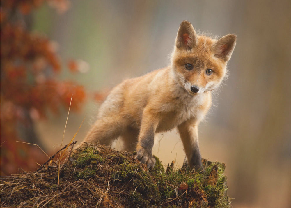 Fuchs | Leinwand