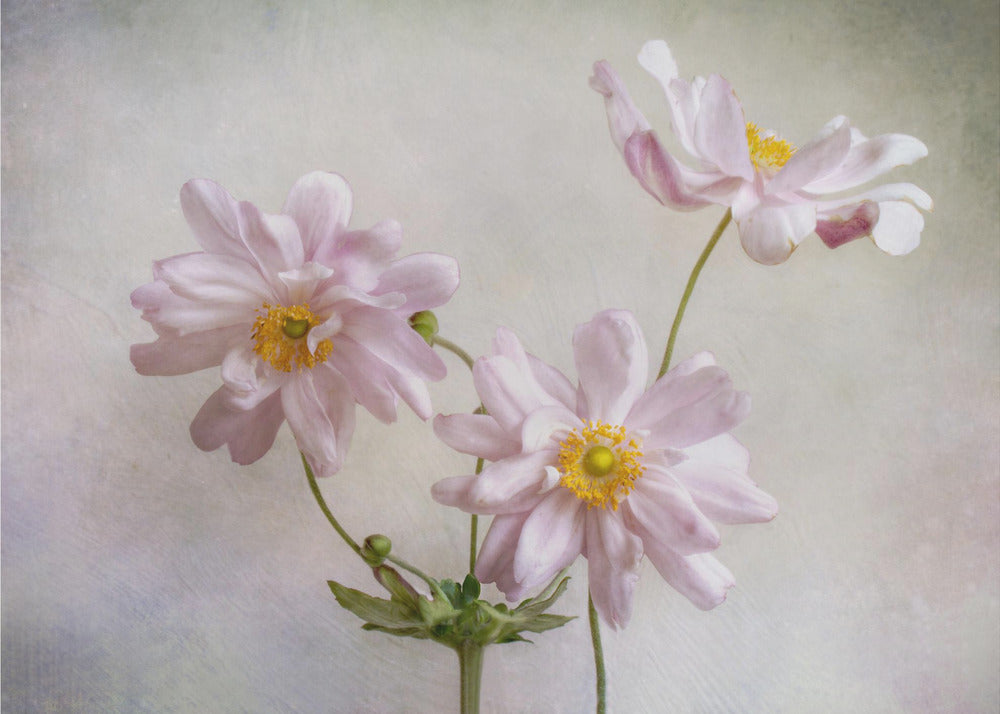 Anemonen | Leinwand