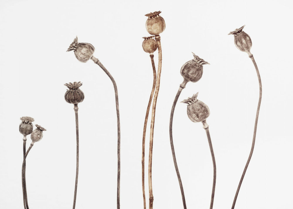 Mohnblumen | Leinwand