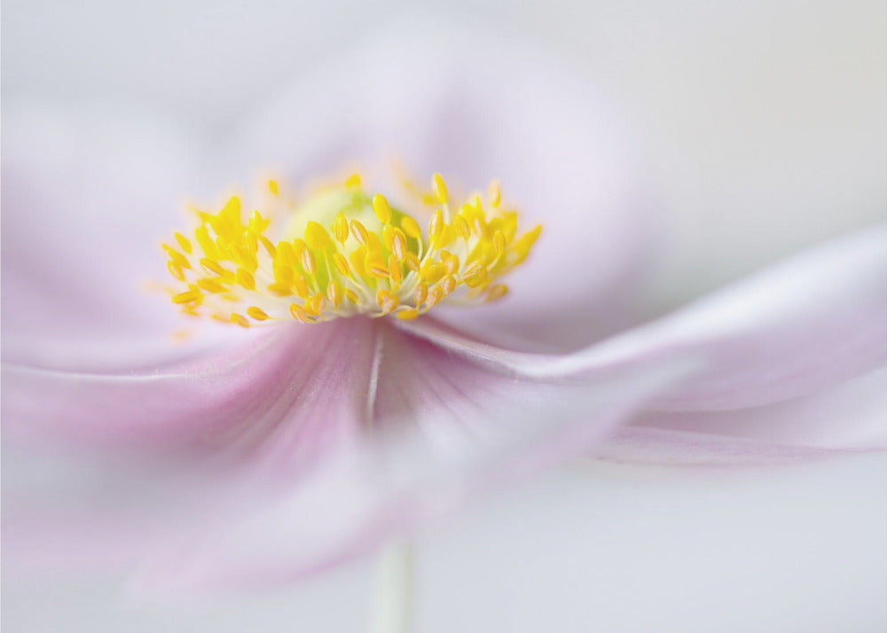 Anemone | Leinwand