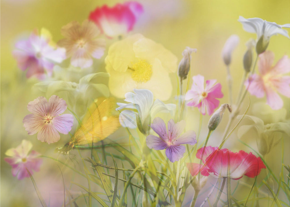 Tiny garden in a summer field | Canvas