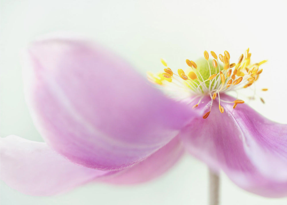 Anemone | Leinwand