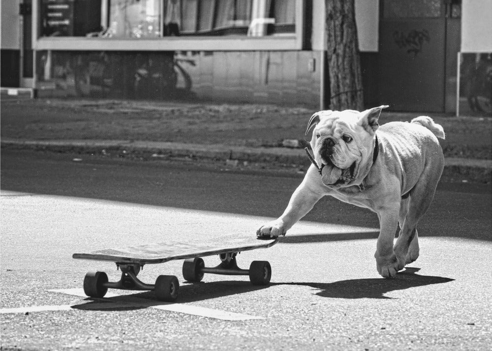 ... Hunde wollen einfach nur Spaß haben ... | Hintergrundbild