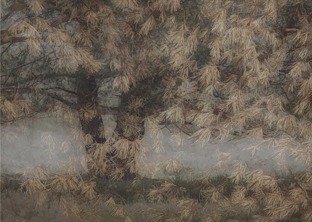 Pine tree | Poster
