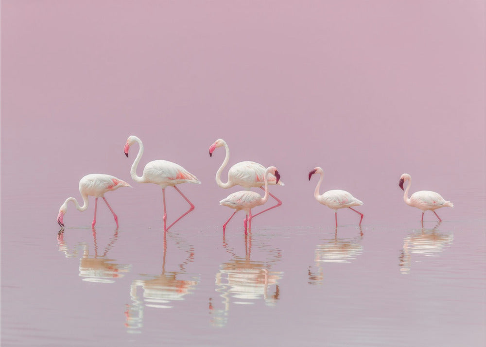 Flamingos | Leinwand
