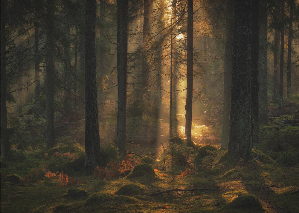 Das Licht im Wald | Hintergrundbild