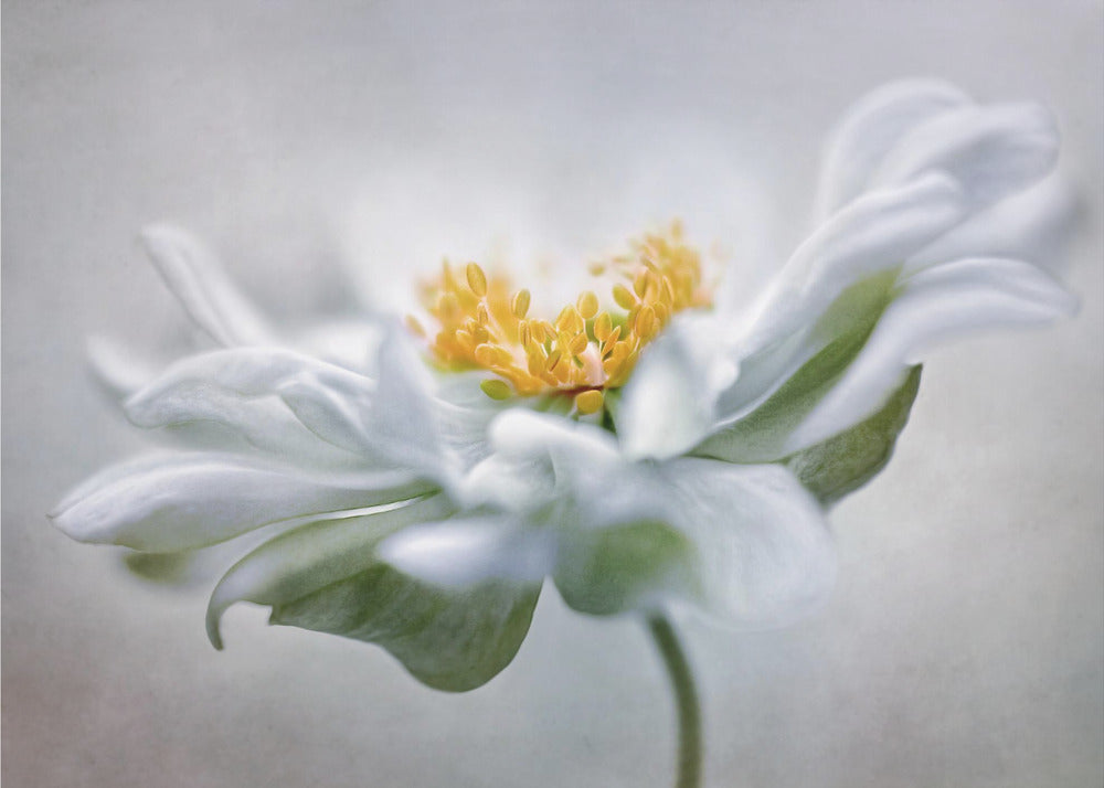 Anemone | Leinwand