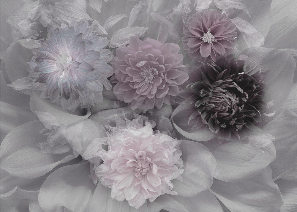 Dahlientraum | Poster