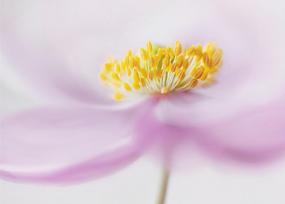 *Anemone* | Leinwand