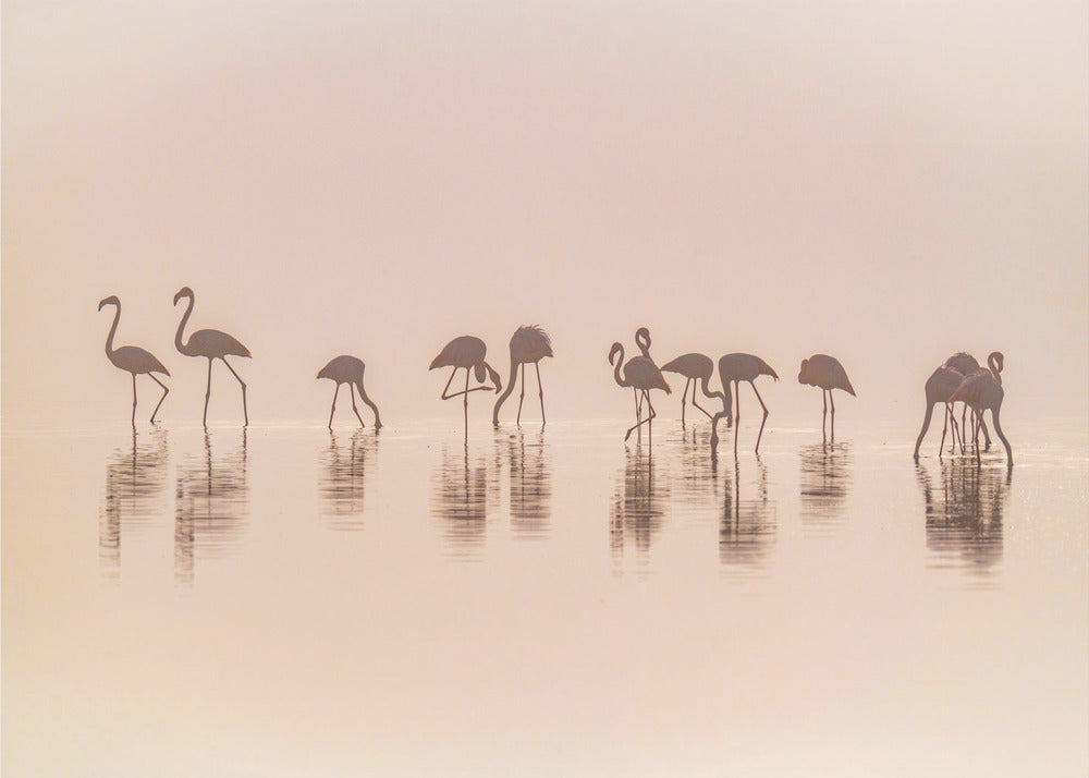 Flamingos im Nebel | Tapete
