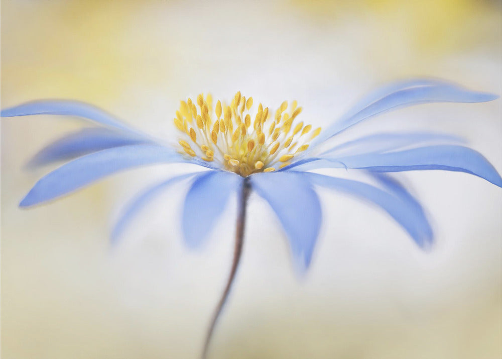 Anemone | Leinwand