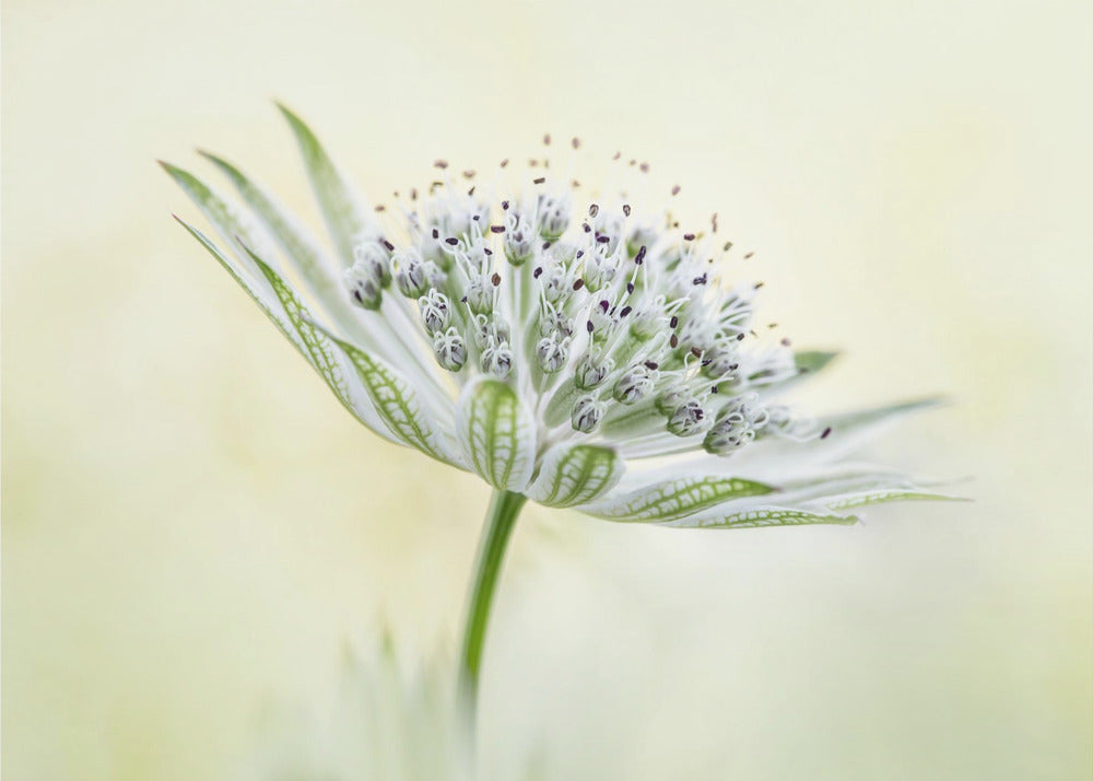 ~Astrantia~ | Leinwand