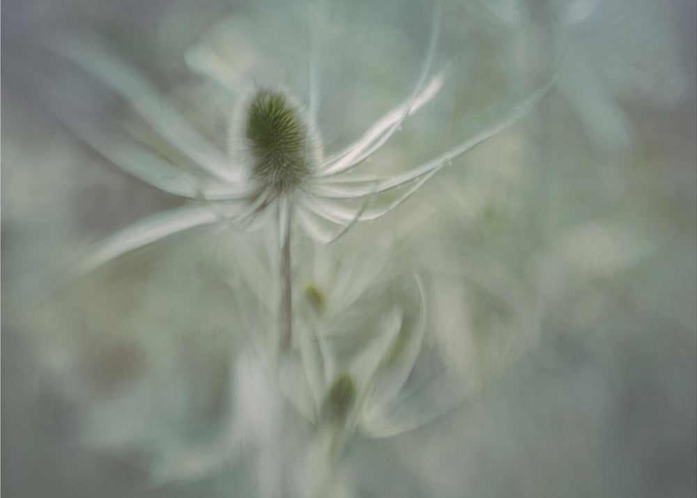 Teasel | Poster
