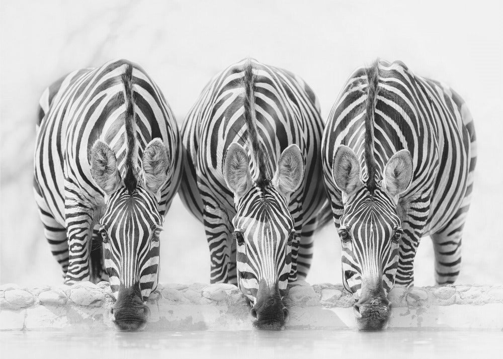 Zebras | Tapete