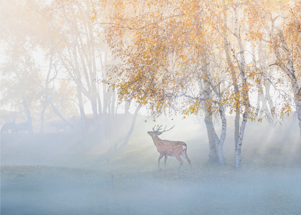 Elch im Nebel verloren | Tapete