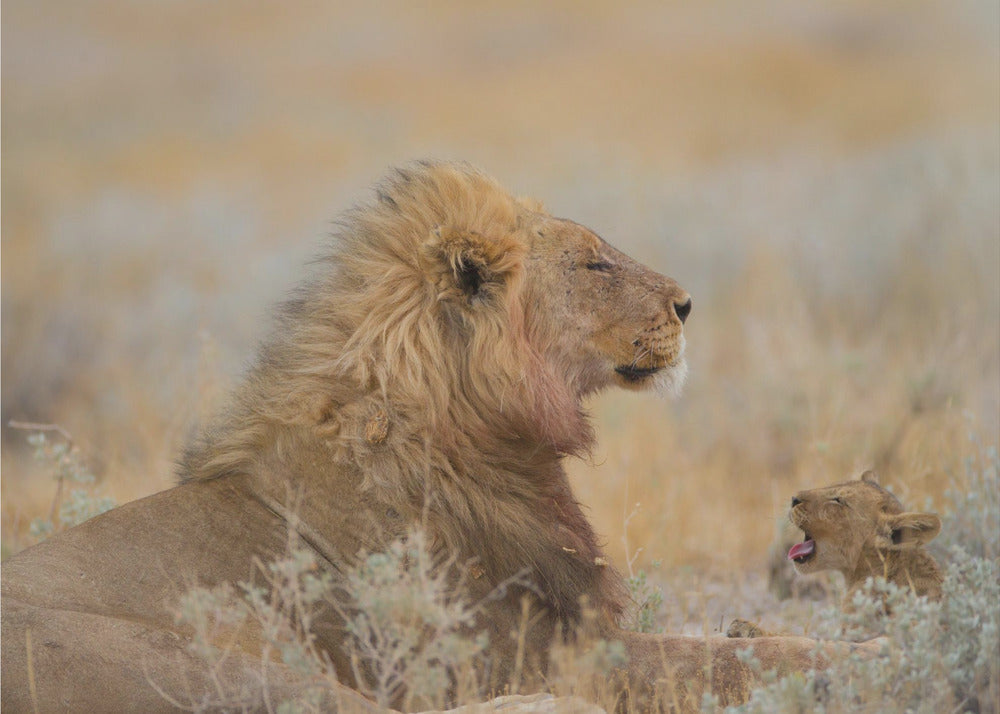 Male lion with cub | Poster