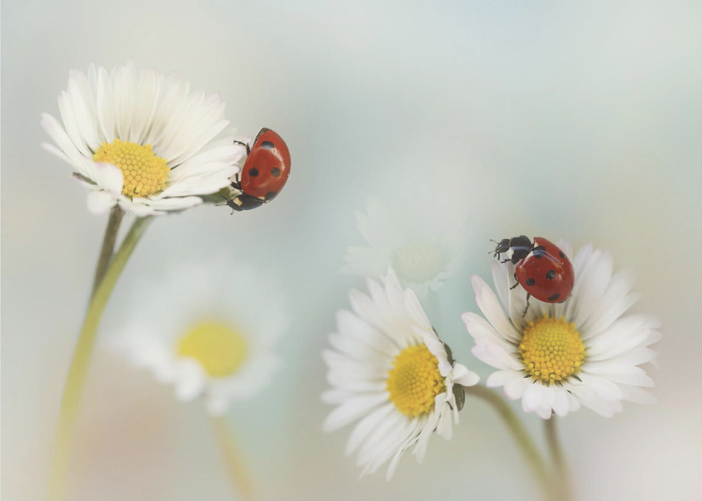 Frühling.... | Hintergrundbild