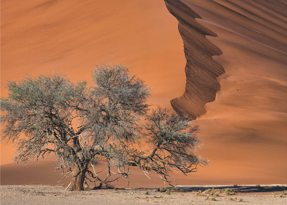 Acacia in the desert | Canvas