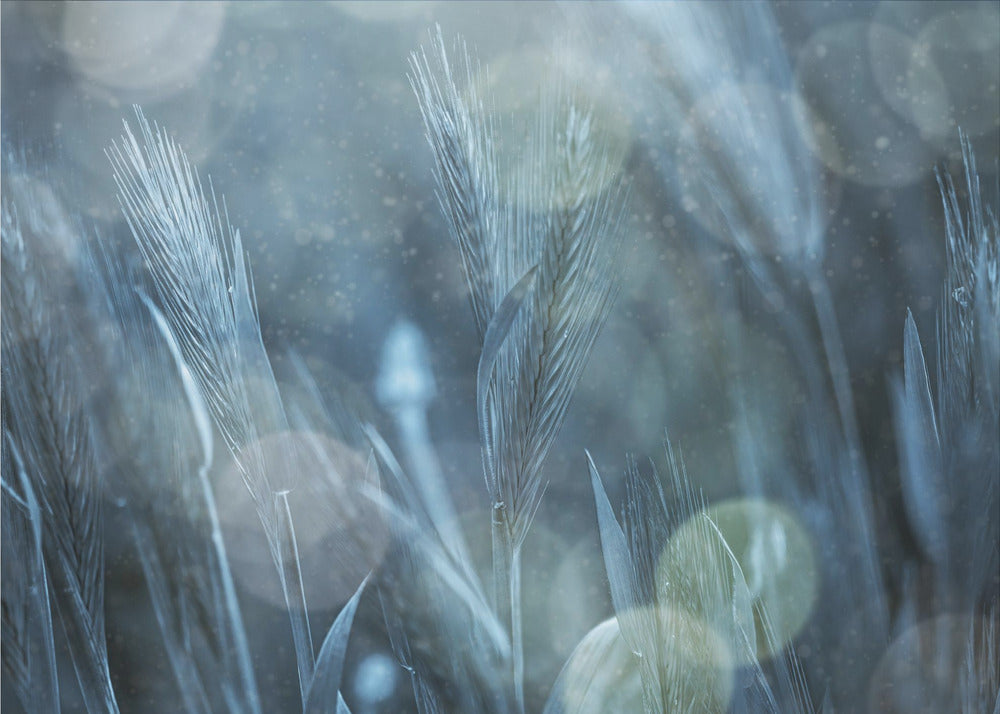 Fantastische Natur | Poster