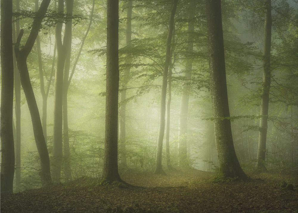 Geheimnisvoller Frühlingsmorgen | Hintergrundbild