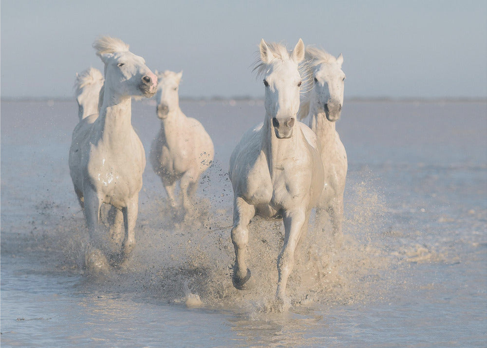 horses | Poster